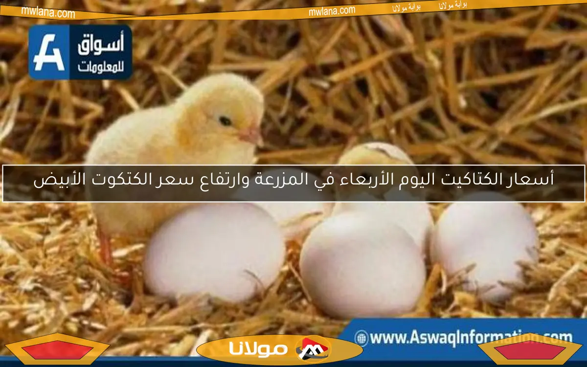 أسعار الكتاكيت اليوم الأربعاء في المزرعة وارتفاع سعر الكتكوت الأبيض