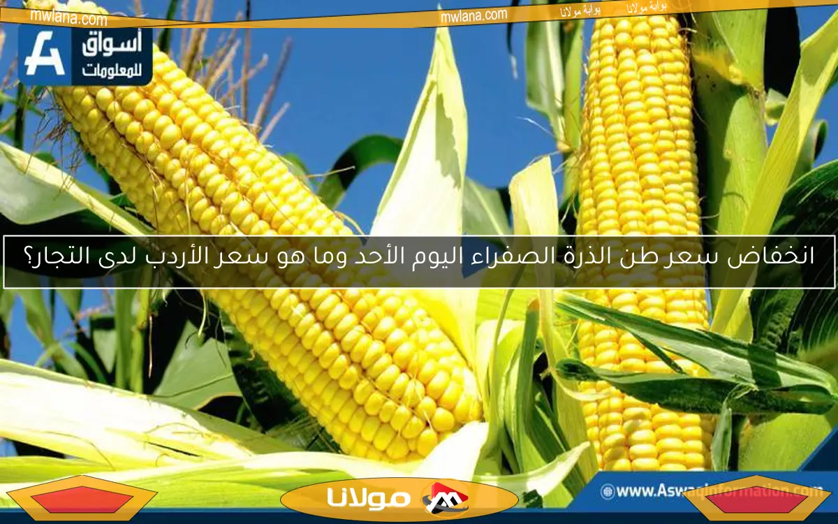 انخفاض سعر طن الذرة الصفراء اليوم الأحد وما هو سعر الأردب لدى التجار؟