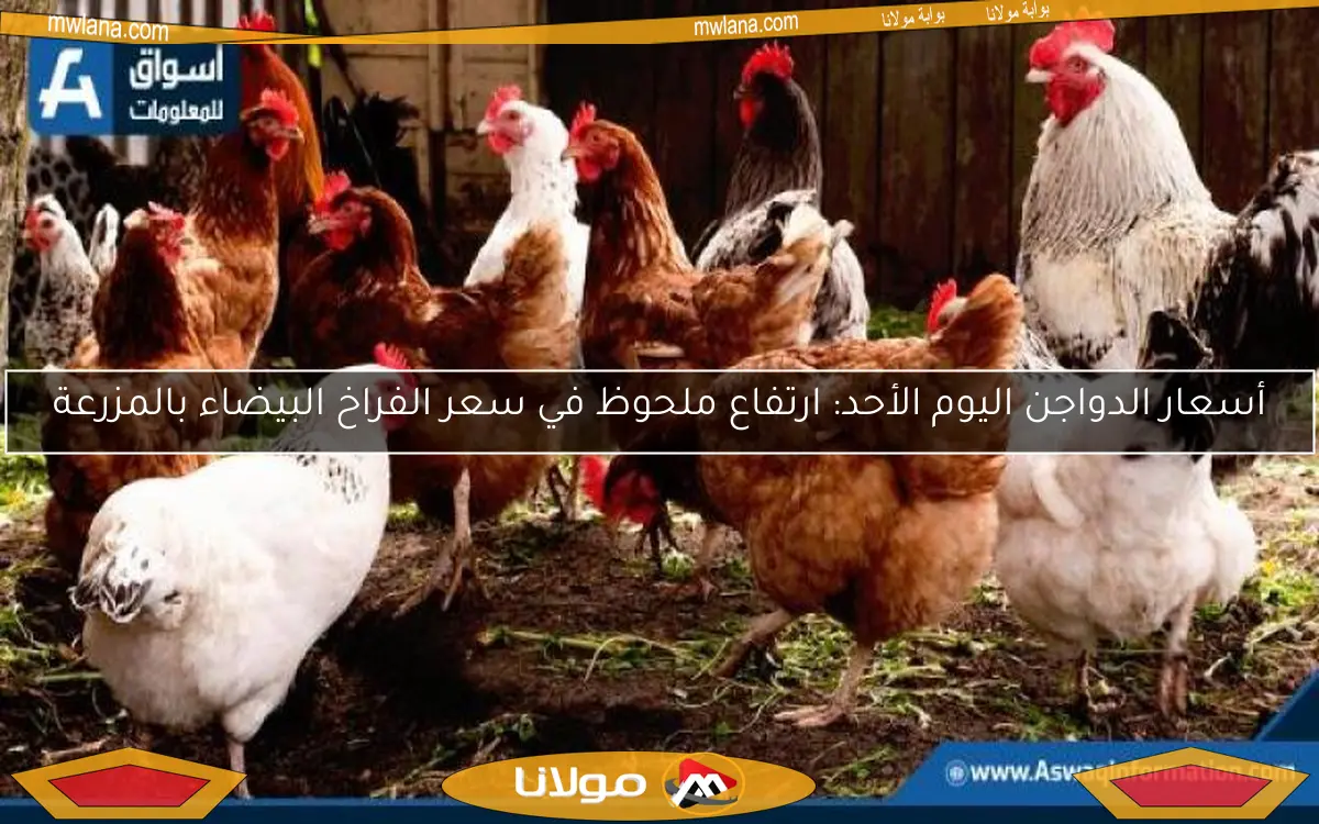 أسعار الدواجن اليوم الأحد: ارتفاع ملحوظ في سعر الفراخ البيضاء بالمزرعة
