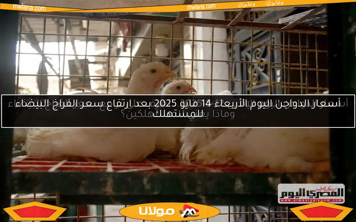 أسعار الدواجن اليوم الأربعاء 14 مايو 2025 بعد ارتفاع سعر الفراخ البيضاء للمستهلك