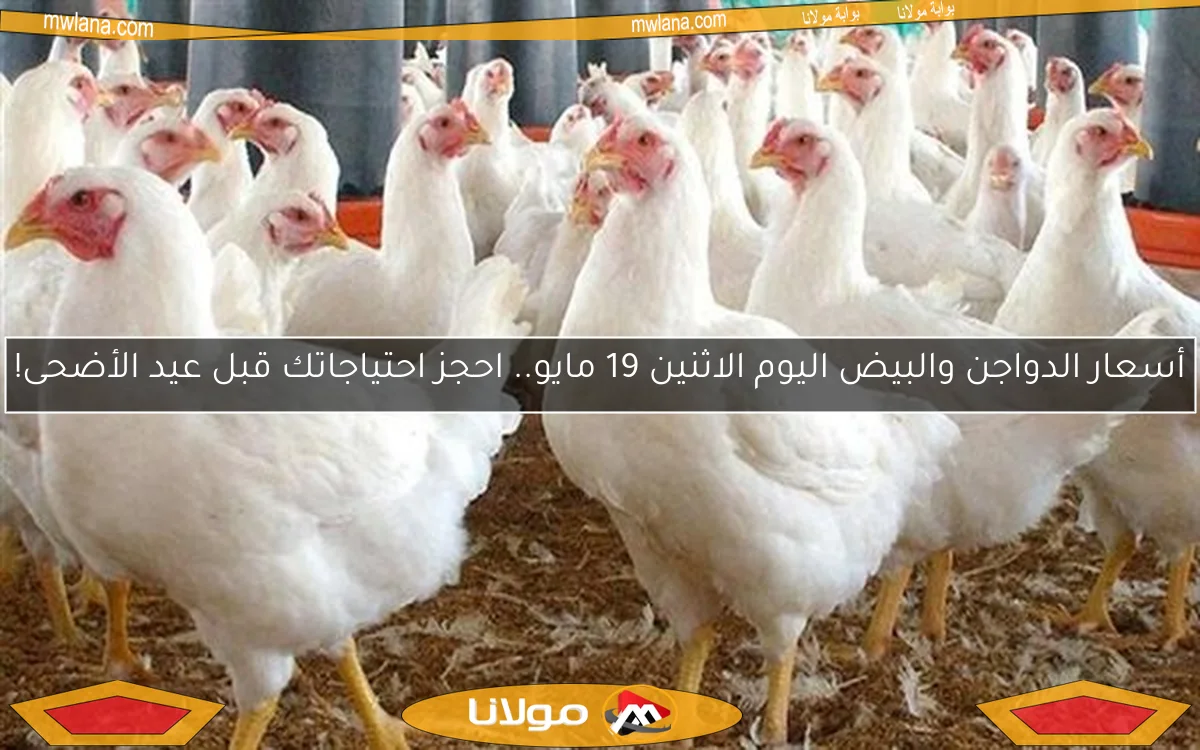 أسعار الدواجن والبيض اليوم الاثنين 19 مايو.. احجز احتياجاتك قبل عيد الأضحى!