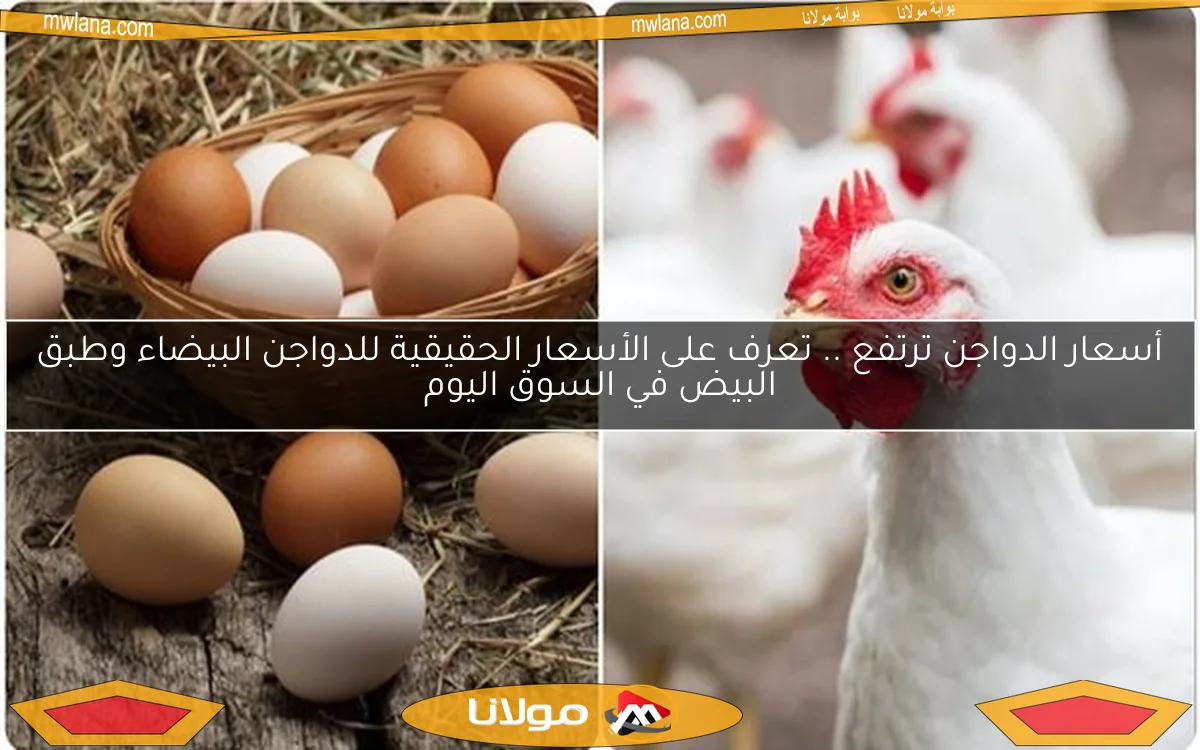 أسعار الدواجن ترتفع .. تعرف على الأسعار الحقيقية للدواجن البيضاء وطبق البيض في السوق اليوم