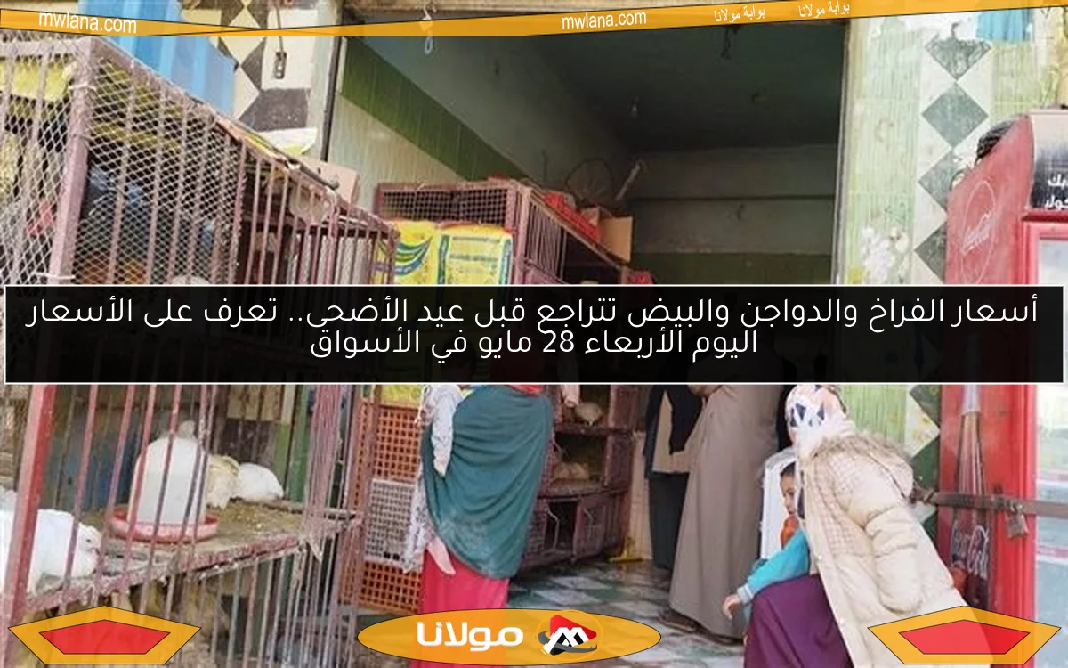 أسعار الفراخ والدواجن والبيض تتراجع قبل عيد الأضحى.. تعرف على الأسعار اليوم الأربعاء 28 مايو في الأسواق