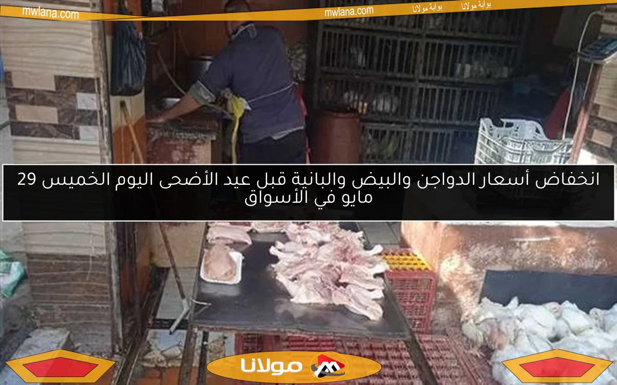 انخفاض أسعار الدواجن والبيض والبانية قبل عيد الأضحى اليوم الخميس 29 مايو في الأسواق