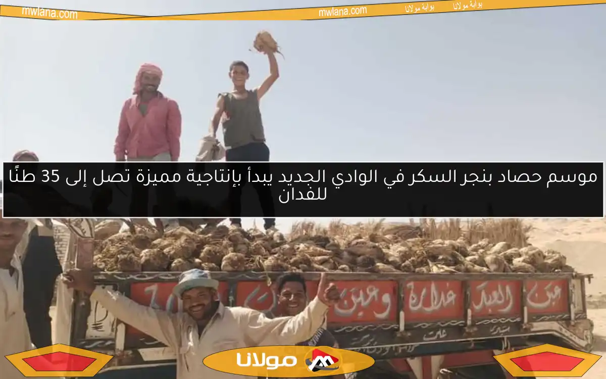 موسم حصاد بنجر السكر في الوادي الجديد يبدأ بإنتاجية مميزة تصل إلى 35 طنًا للفدان