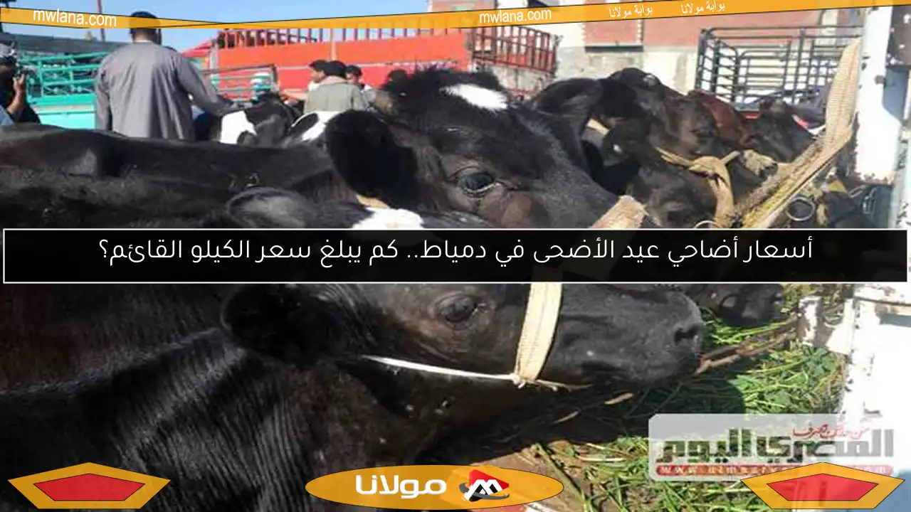 أسعار أضاحي عيد الأضحى في دمياط.. كم يبلغ سعر الكيلو القائم؟