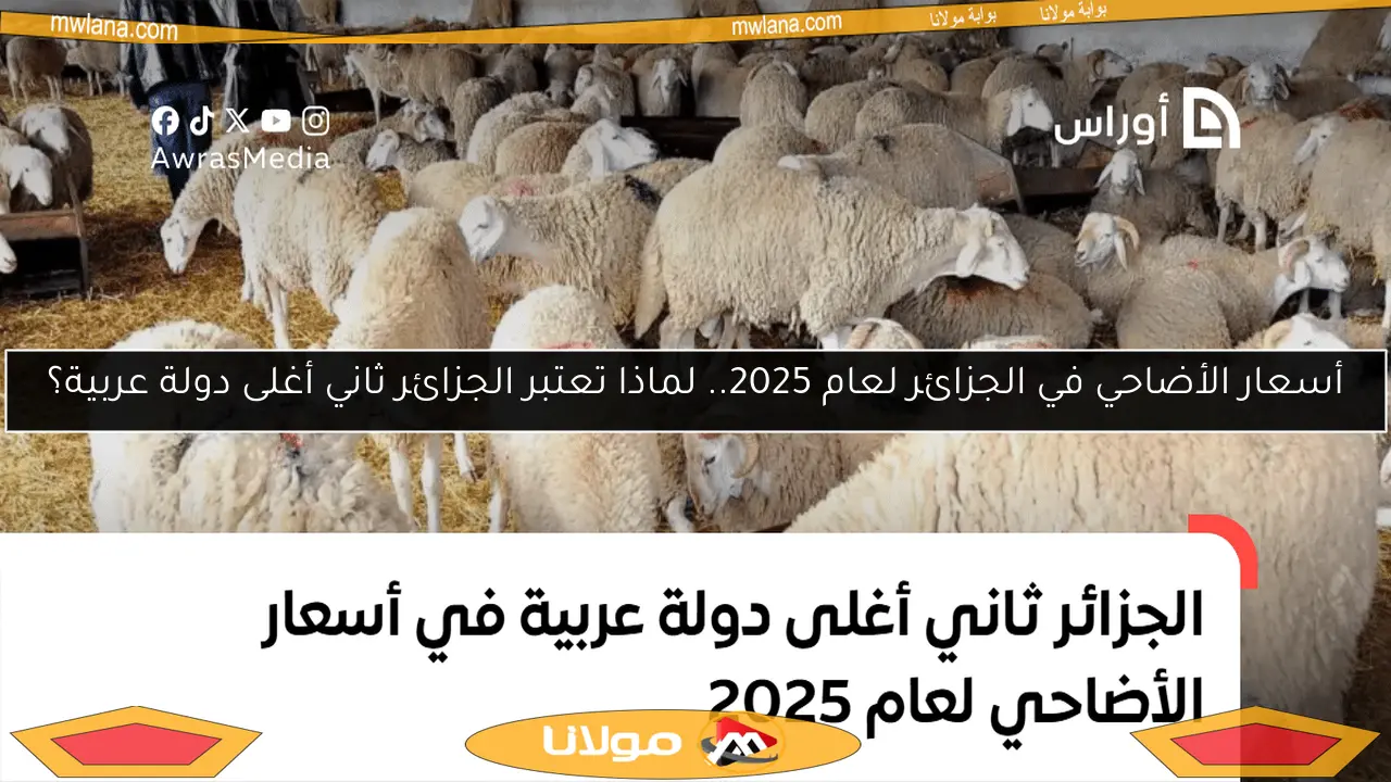 أسعار الأضاحي في الجزائر لعام 2025.. لماذا تعتبر الجزائر ثاني أغلى دولة عربية؟