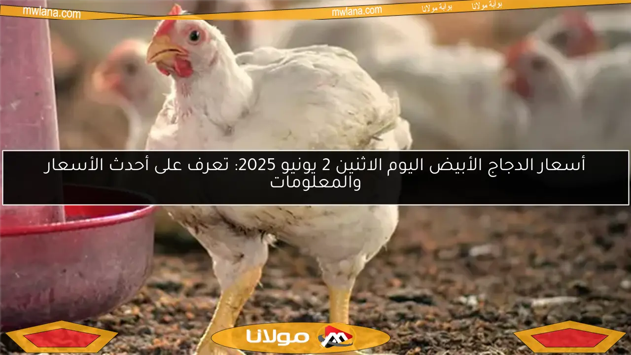 أسعار الدجاج الأبيض اليوم الاثنين 2 يونيو 2025: تعرف على أحدث الأسعار والمعلومات