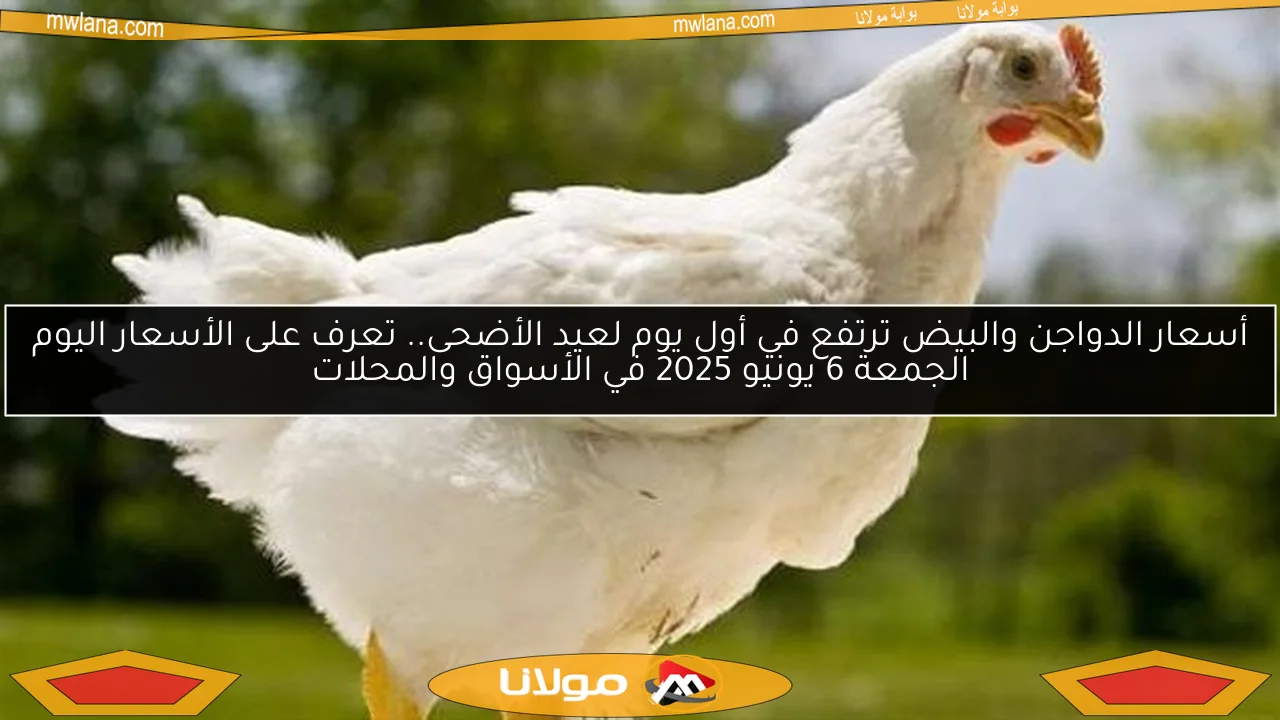أسعار الدواجن والبيض ترتفع في أول يوم لعيد الأضحى.. تعرف على الأسعار اليوم الجمعة 6 يونيو 2025 في الأسواق والمحلات