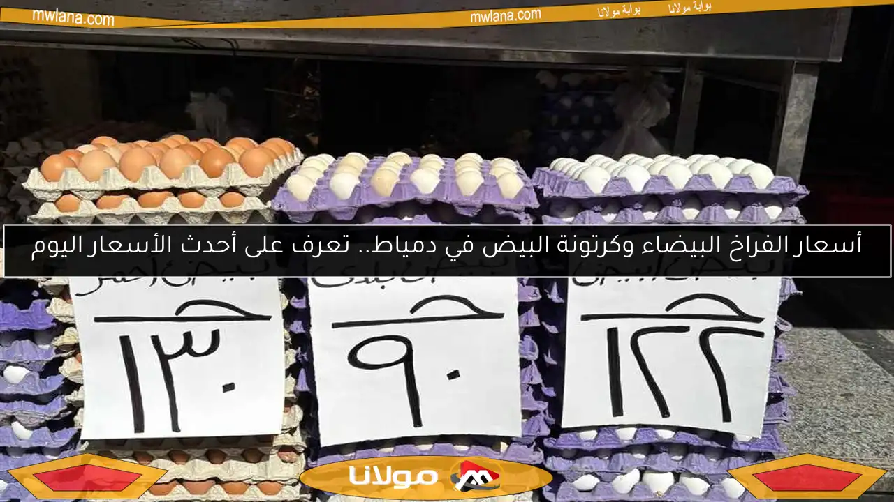 أسعار الفراخ البيضاء وكرتونة البيض في دمياط.. تعرف على أحدث الأسعار اليوم