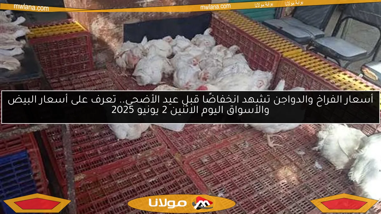 أسعار الفراخ والدواجن تشهد انخفاضًا قبل عيد الأضحى.. تعرف على أسعار البيض والأسواق اليوم الاثنين 2 يونيو 2025