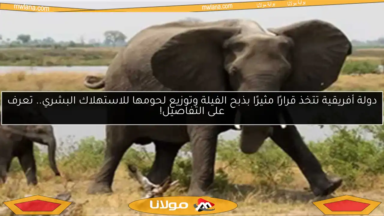 دولة أفريقية تتخذ قرارًا مثيرًا بذبح الفيلة وتوزيع لحومها للاستهلاك البشري.. تعرف على التفاصيل!