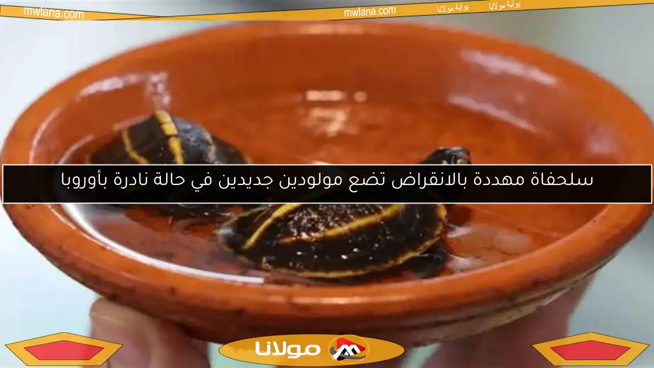 سلحفاة مهددة بالانقراض تضع مولودين جديدين في حالة نادرة بأوروبا